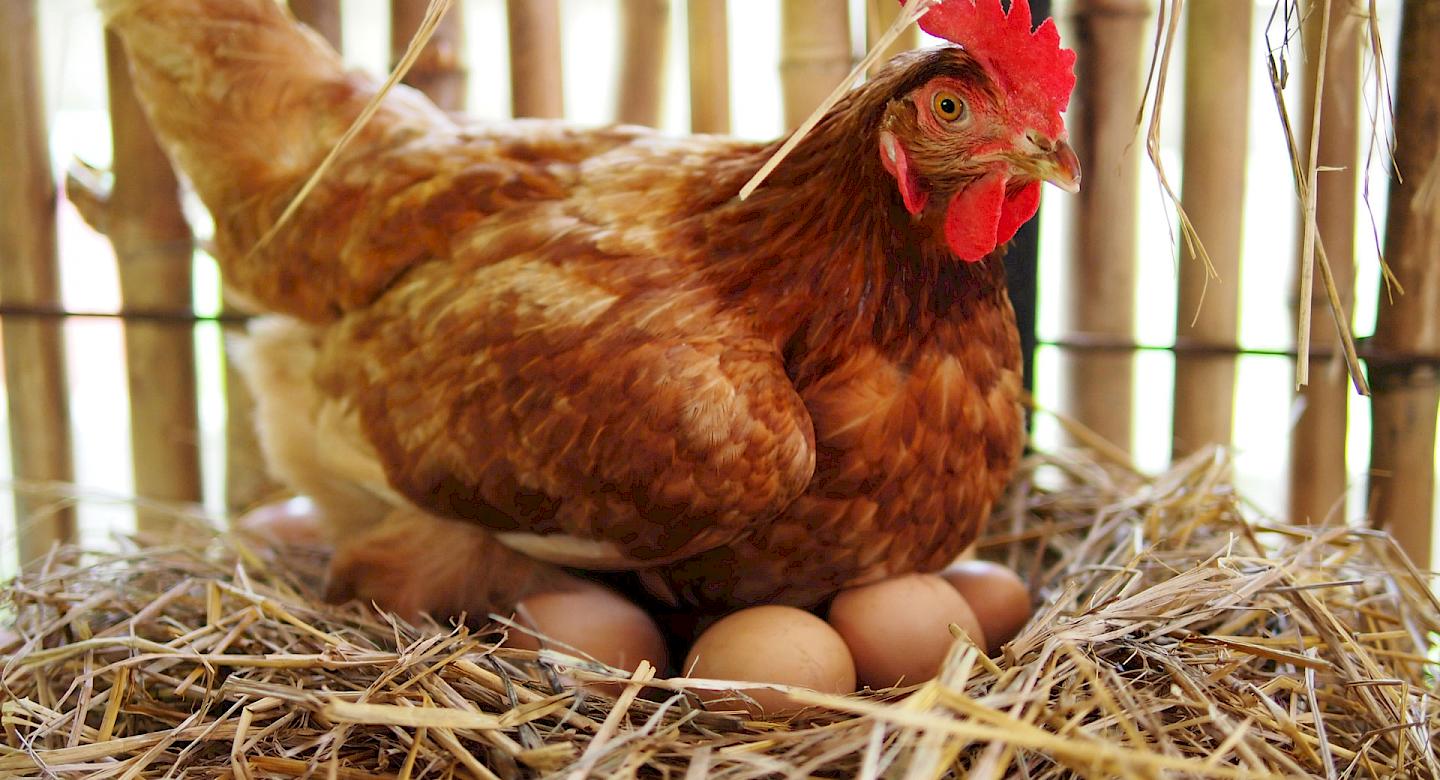 Huhn brütet Eier aus auf Meckes Hof