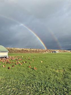 Freilandhühner auf Wiese vor Regenbogen