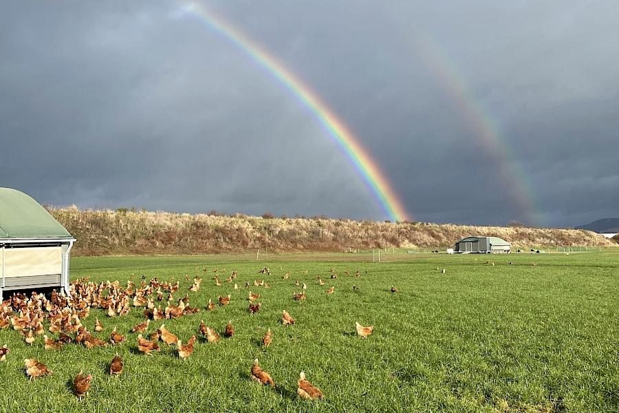 Freilandhühner auf Wiese vor Regenbogen