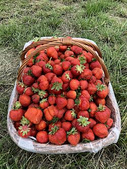 Korb mit Erdbeeren auf Feld