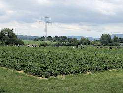 Erdbeerefeld Mecke Fruehling