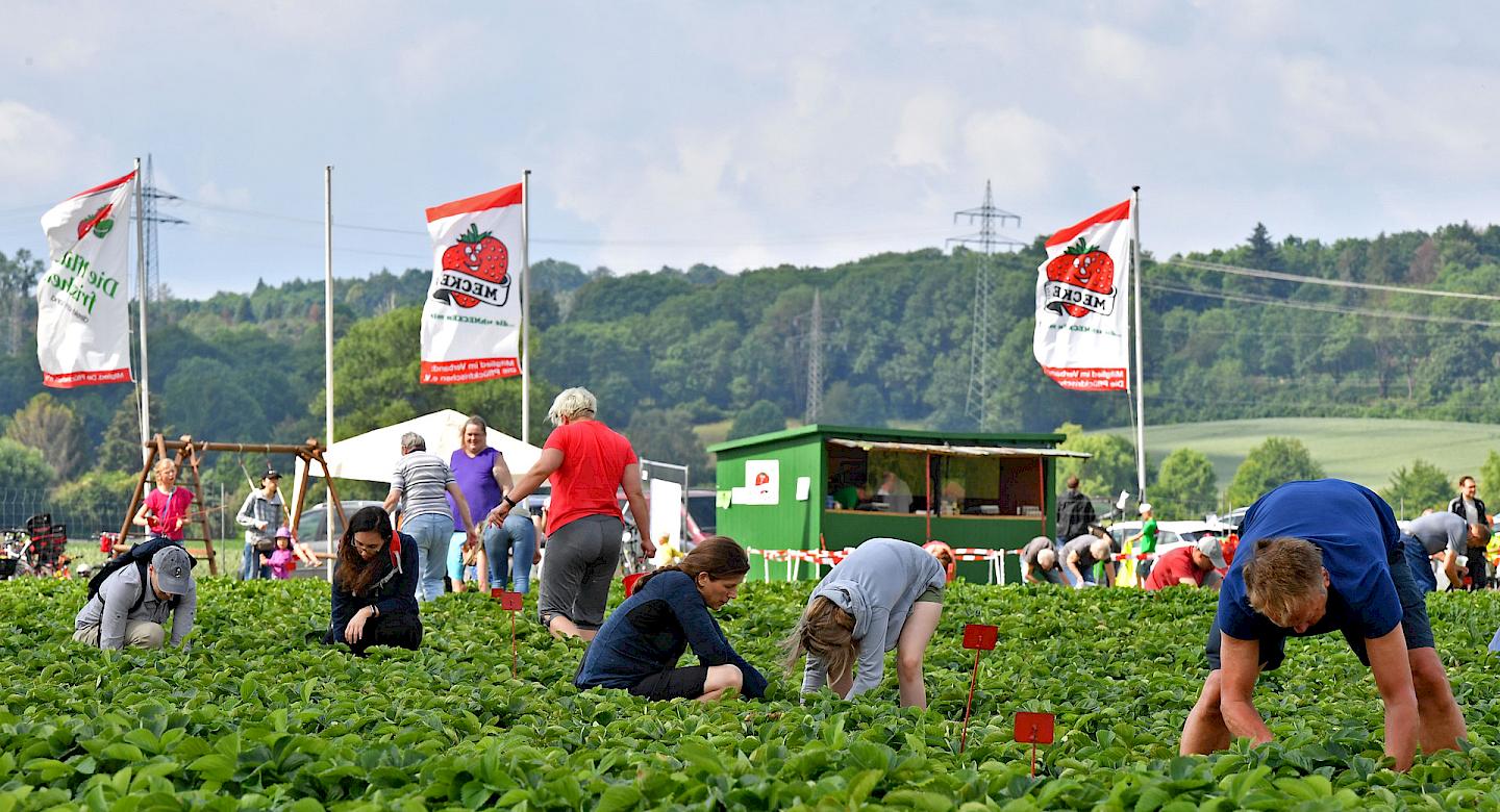 Erdbeeren pflücken Meckes Hof