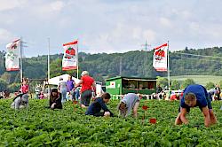 Erdbeeren pflücken Meckes Hof