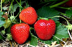 Reife Erdbeeren am Eerdbeerstrauch