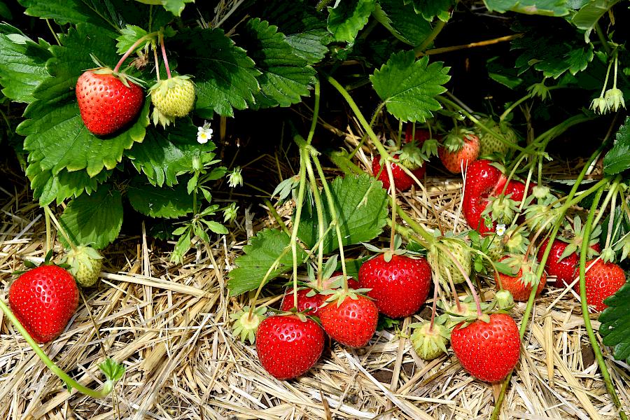 Reife Erdbeeren an Erdbeerpflanze