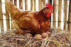Huhn brütet Eier aus auf Meckes Hof