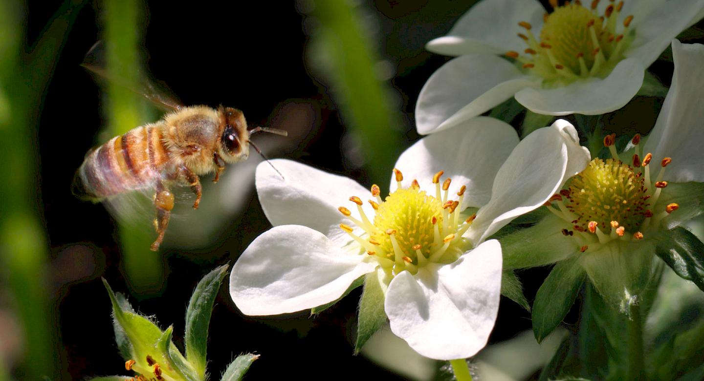 Biene bei Erdbeerblüten